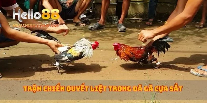 Trận chiến quyết liệt trong đá gà cựa sắt