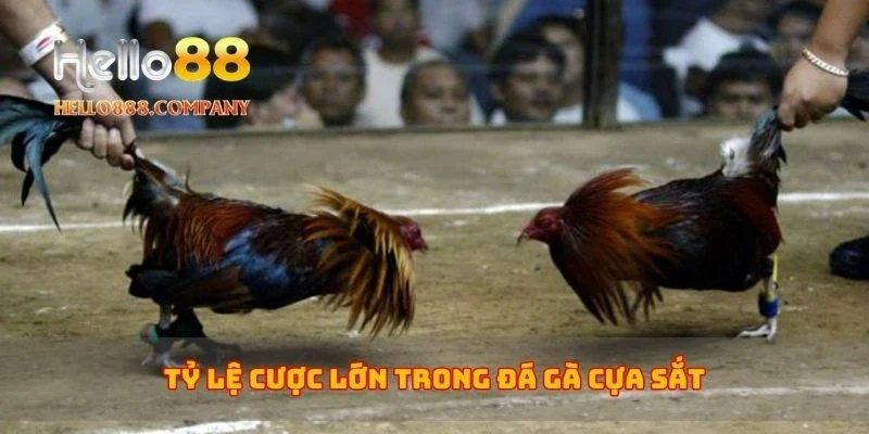 Tỷ lệ cược lớn trong đá gà cựa sắt