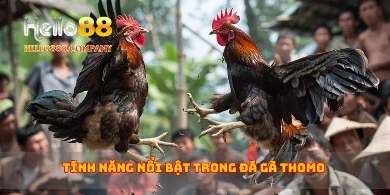 Tính năng nổi bật trong đá gà Thomo